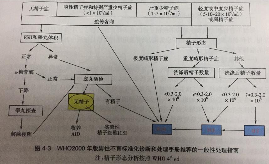 精子的基础知识,精子知识大全