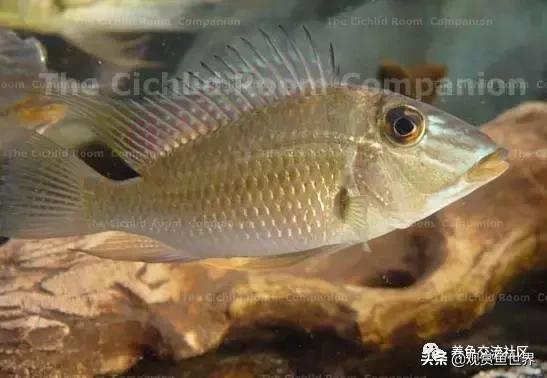 食土鲷一般多大尺寸,食土鲷哪个品种小一点