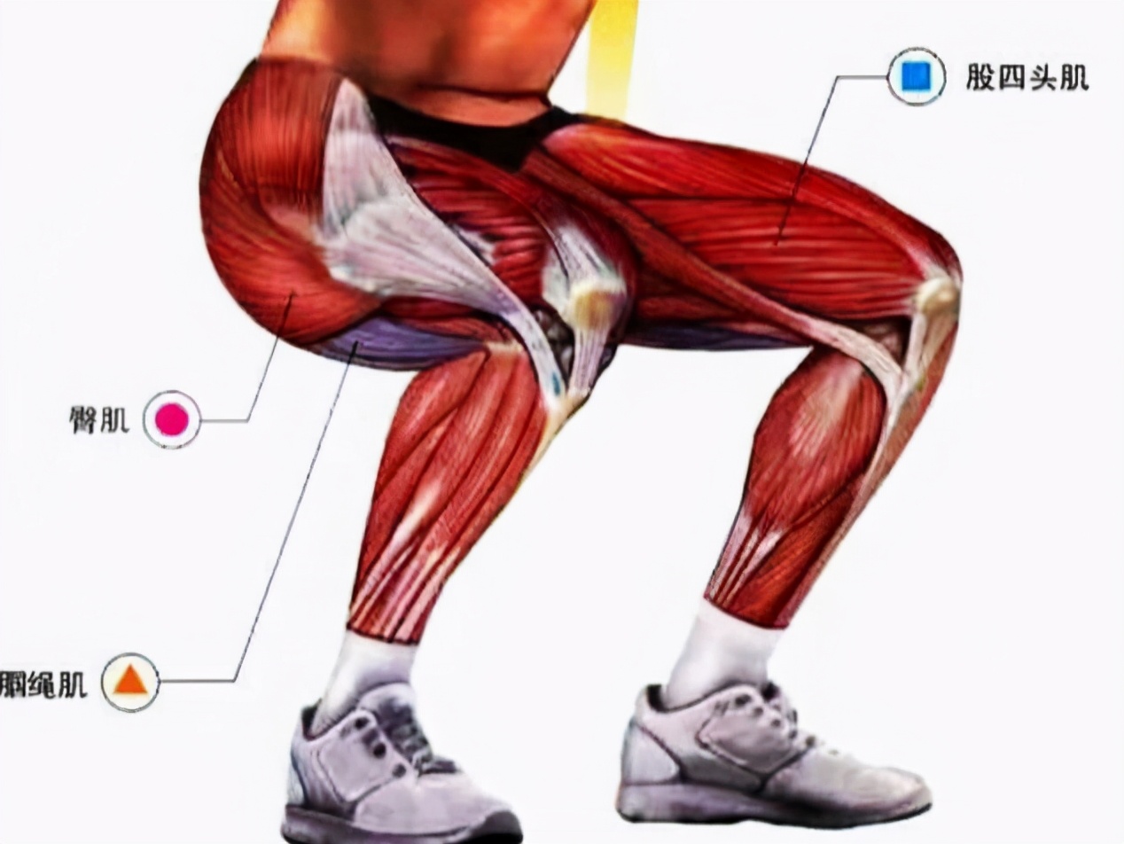 深蹲标准动作能练到小腿吗,深蹲是锻炼下肢最好的动作