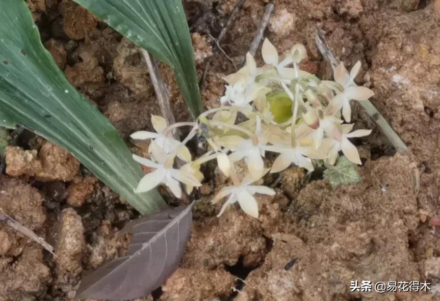 杜鹃兰属于几级保护植物,杜鹃兰品种图片