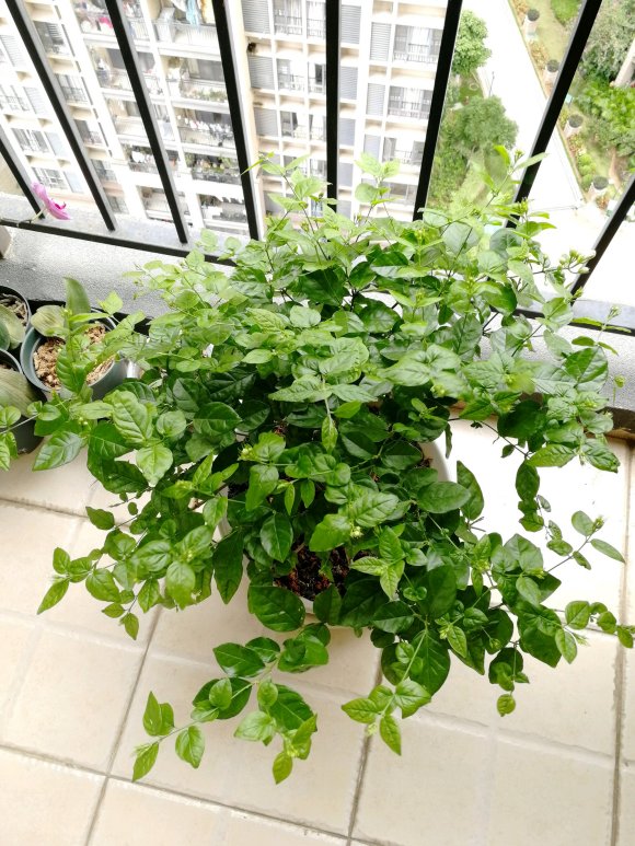 养好茉莉的技巧与方法,茉莉怎么养爆盆