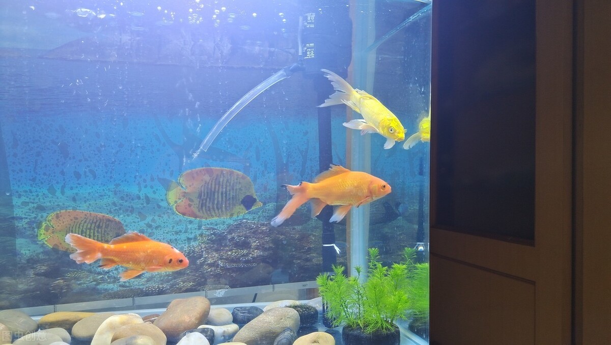 鱼缸显色灯有几种颜色,t5鱼缸灯显色效果