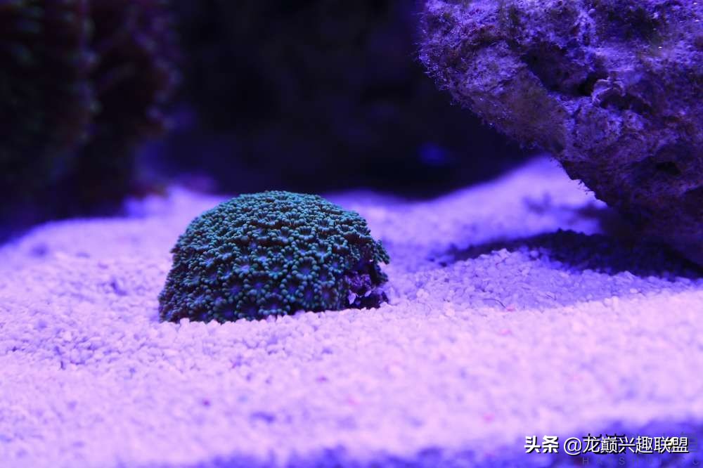 从零开始玩海缸的方法,从零开始玩海缸全过程