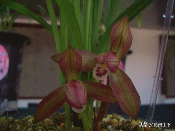 贵州兰花品种11（估价2000万的兰花）