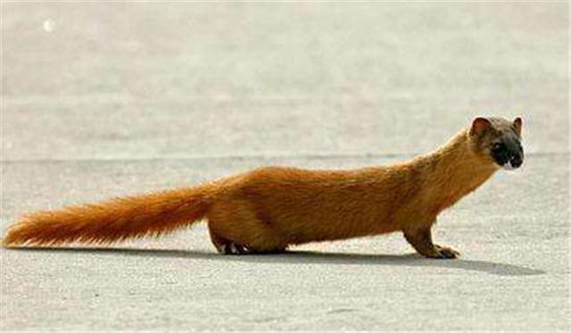 被称为黄大仙的黄鼠狼有多厉害,黄鼠狼为什么被人类称为黄大仙