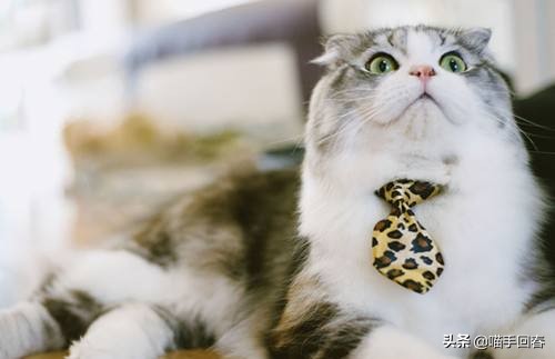 猫咪营养不良贫血需要调理多久,猫咪贫血严重的话会死吗