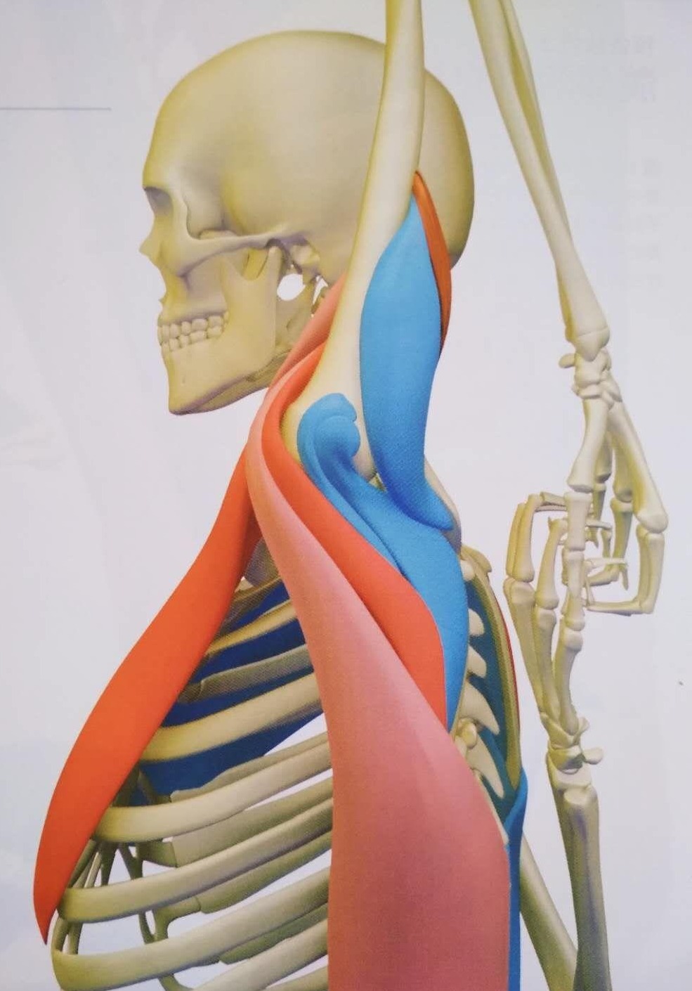 瑜伽7个体式助你更易开肩,瑜伽牛面坐辅助手法