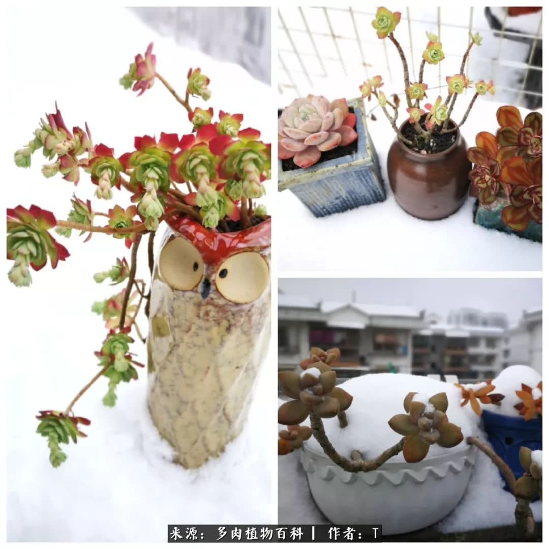多肉还可以这样玩(上):八年养肉路剪影!