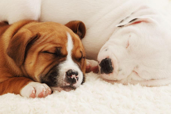 狗狗为什么老做梦,狗狗经常做梦是不是更聪明