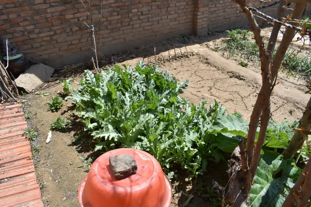 【德州关注】种*粟罂**，竟是为了做饭吃？二人已被处罚