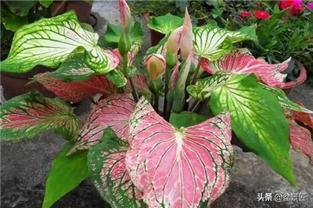 夏天不宜养的10种花,适合夏天养的4种花卉简单又漂亮