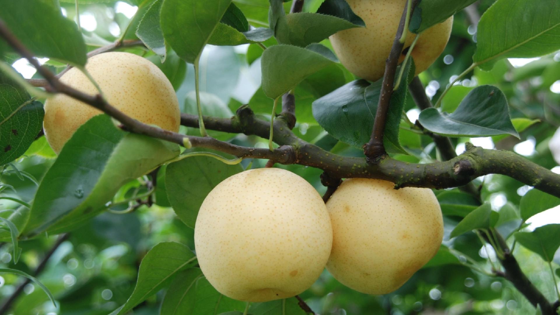 秋季时令水果的好处和注意事项,秋天哪些应季水果吃了对身体好