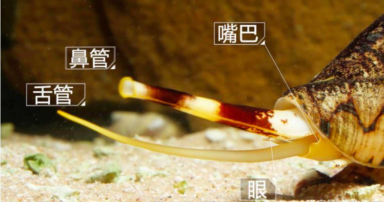 鸡心螺到底危不危险,鸡心螺的危害有多大