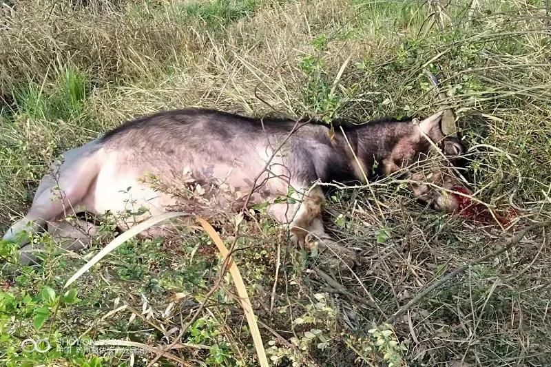 贵州一黄牛发疯,贵州一牛发疯撞人