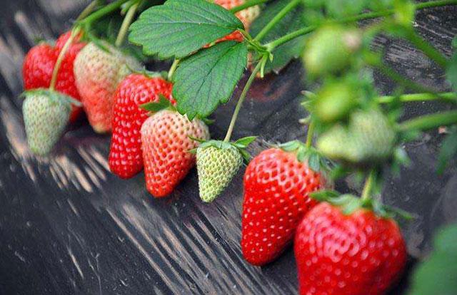 草莓打药后出现僵果怎么办,草莓控旺严重造成僵果怎么办