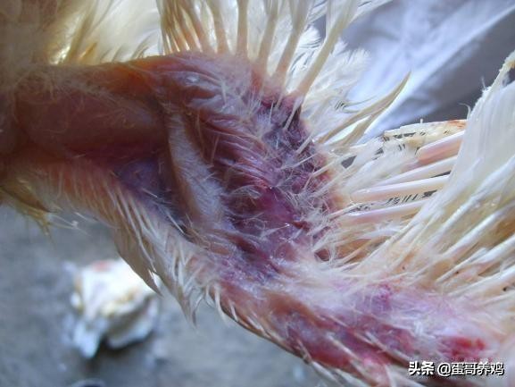 养鸡葡萄球菌病怎么治疗,鸡葡萄球菌病的综合防治技术包括