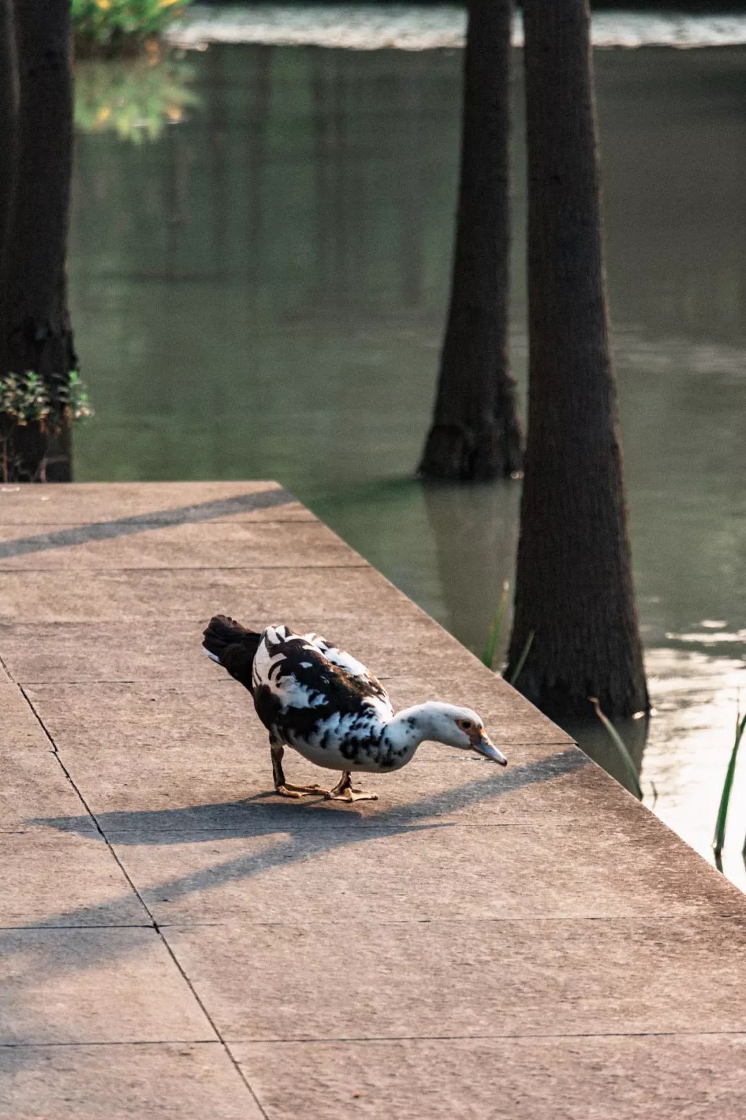 深圳宝安喝茶的世外桃源,宝安西乡世外桃源