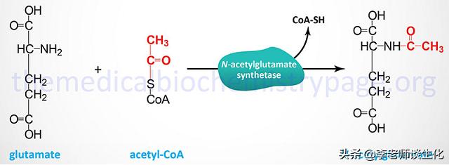 尿素和尿素氮的转化,尿素循环途径的障碍