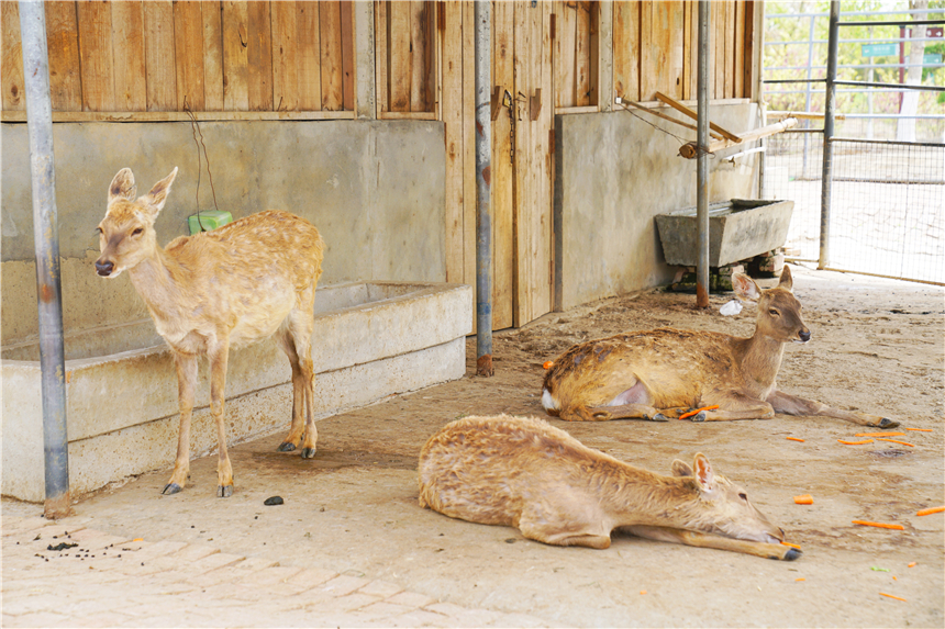 我和宿州有个约会,一场花事,一次慢旅行,探寻最烟火的宿州味道