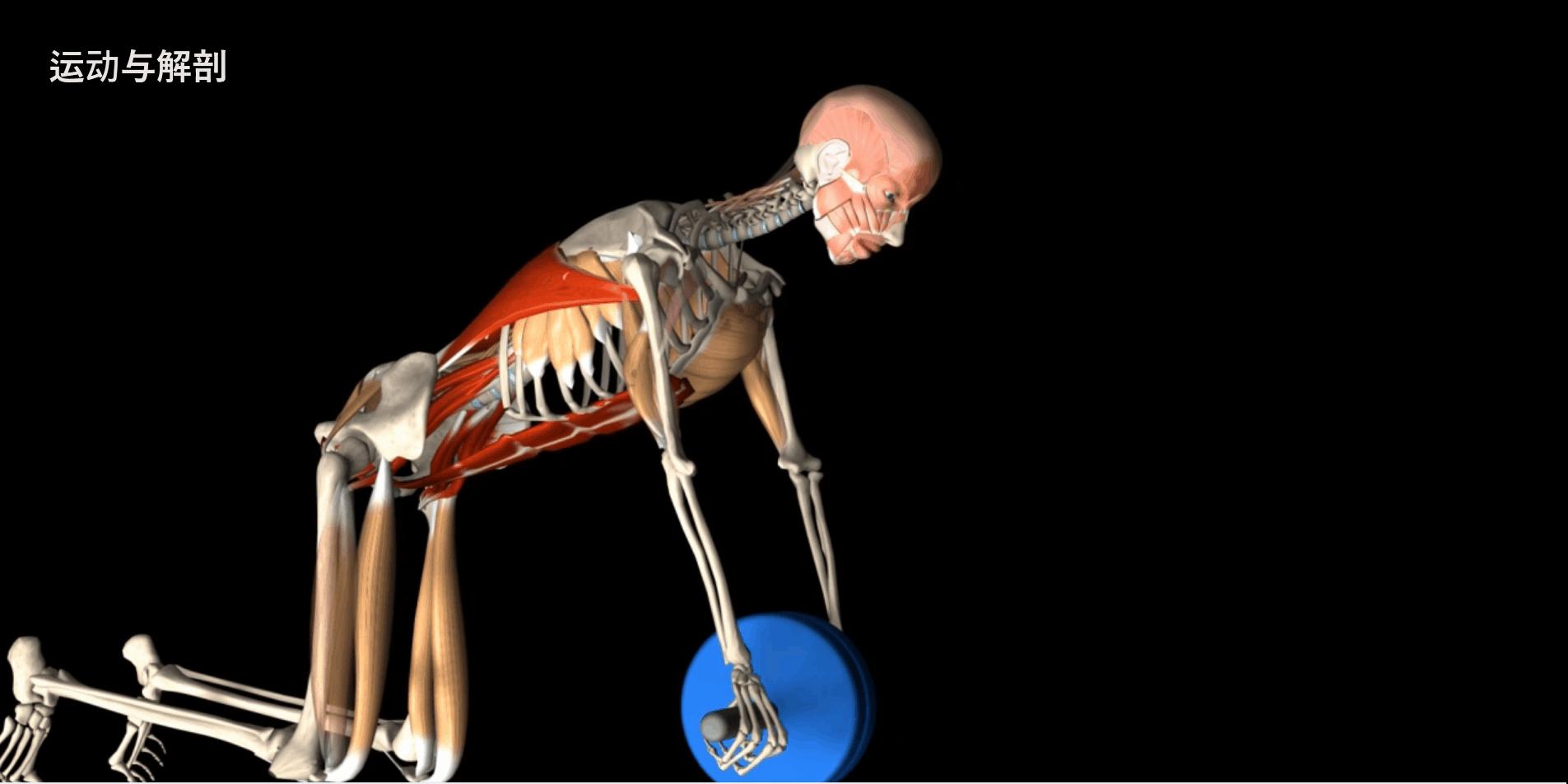 给大家示范一下练腹肌最好办法,又快又有效又简单的腹肌怎么练