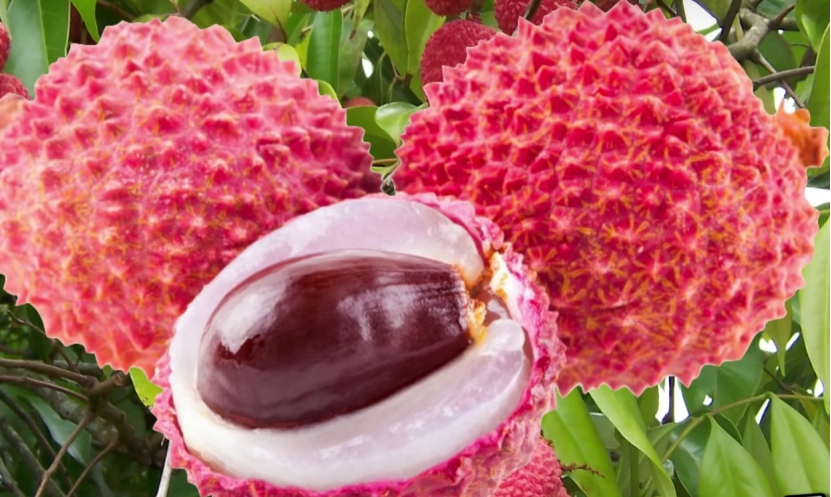 柬埔寨水果出口中国名录,柬埔寨水果出口中国目录