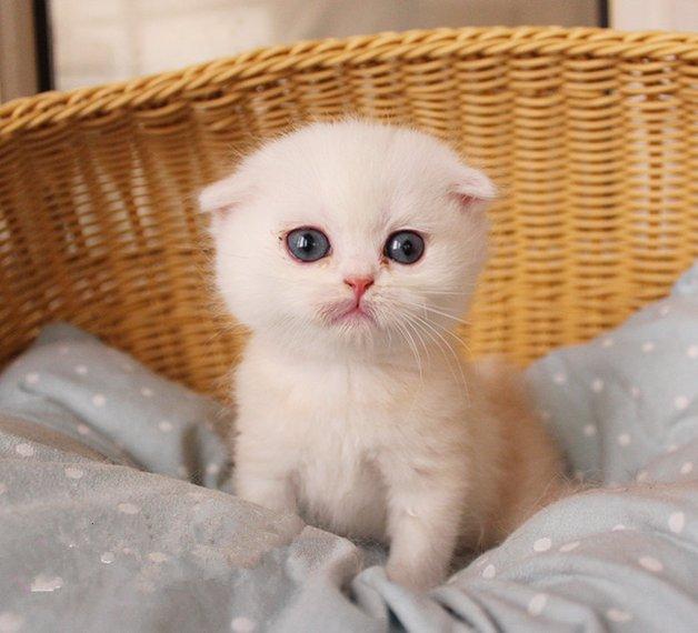 猫咪突然不亲人了怎么回事,猫咪养了几个月了还是不亲人