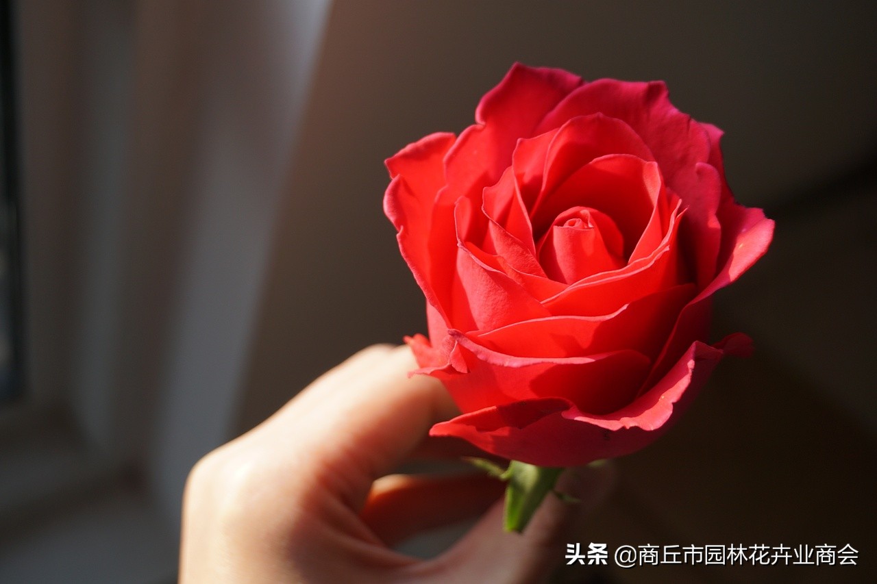 鲜花店卖的玫瑰,鲜花店卖玫瑰花