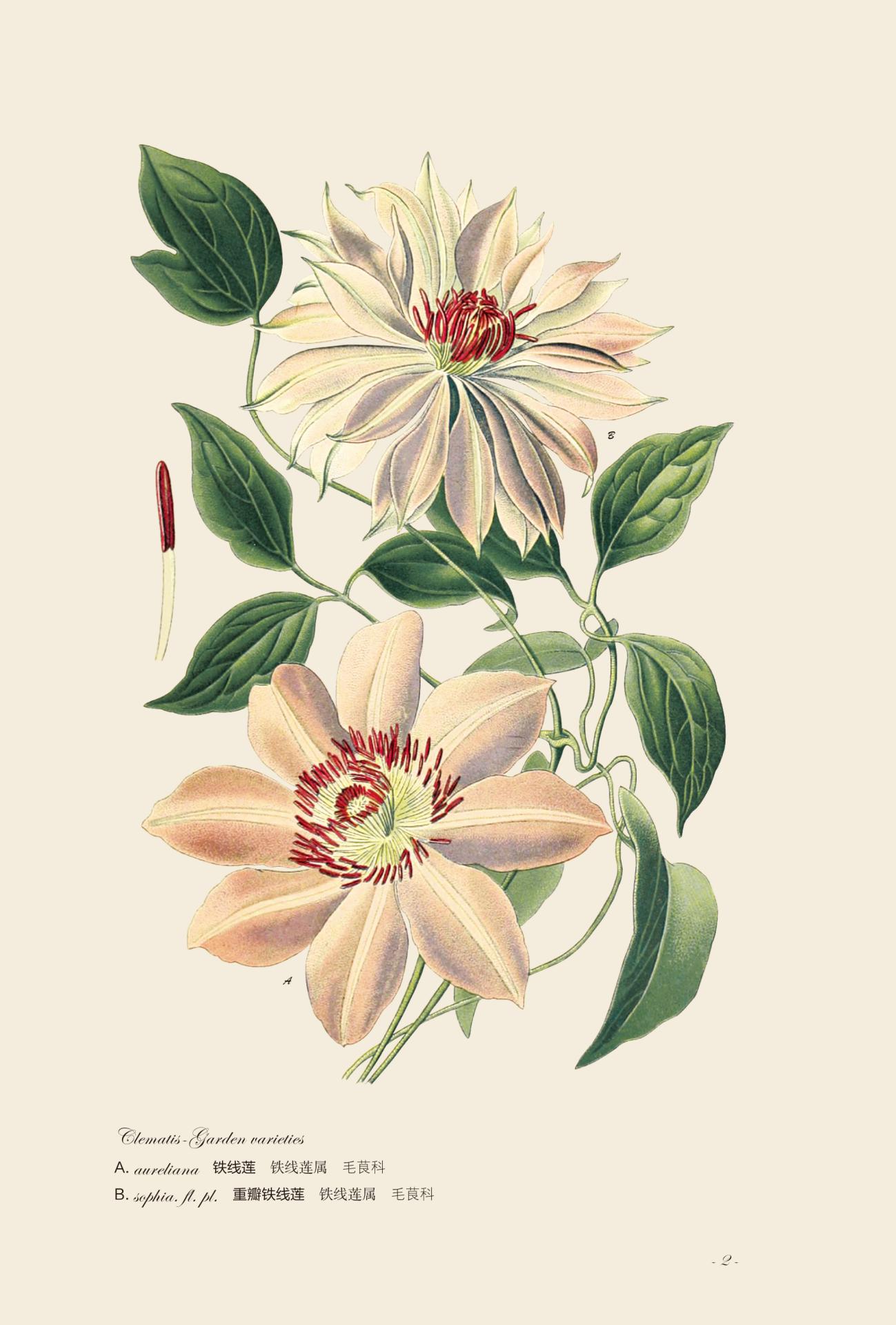 园艺花卉图谱这本书怎么样,中国花卉园艺