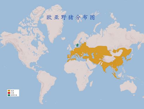 猪的基础知识有哪些,关于猪的冷知识小视频