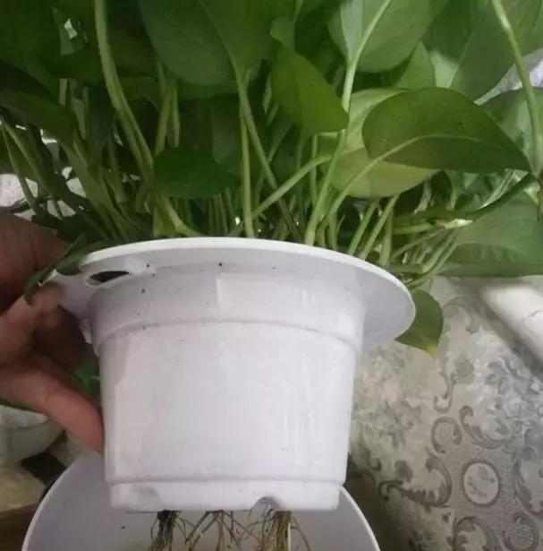 吊兰绿萝怎么换土,绿萝和吊兰用什么土壤