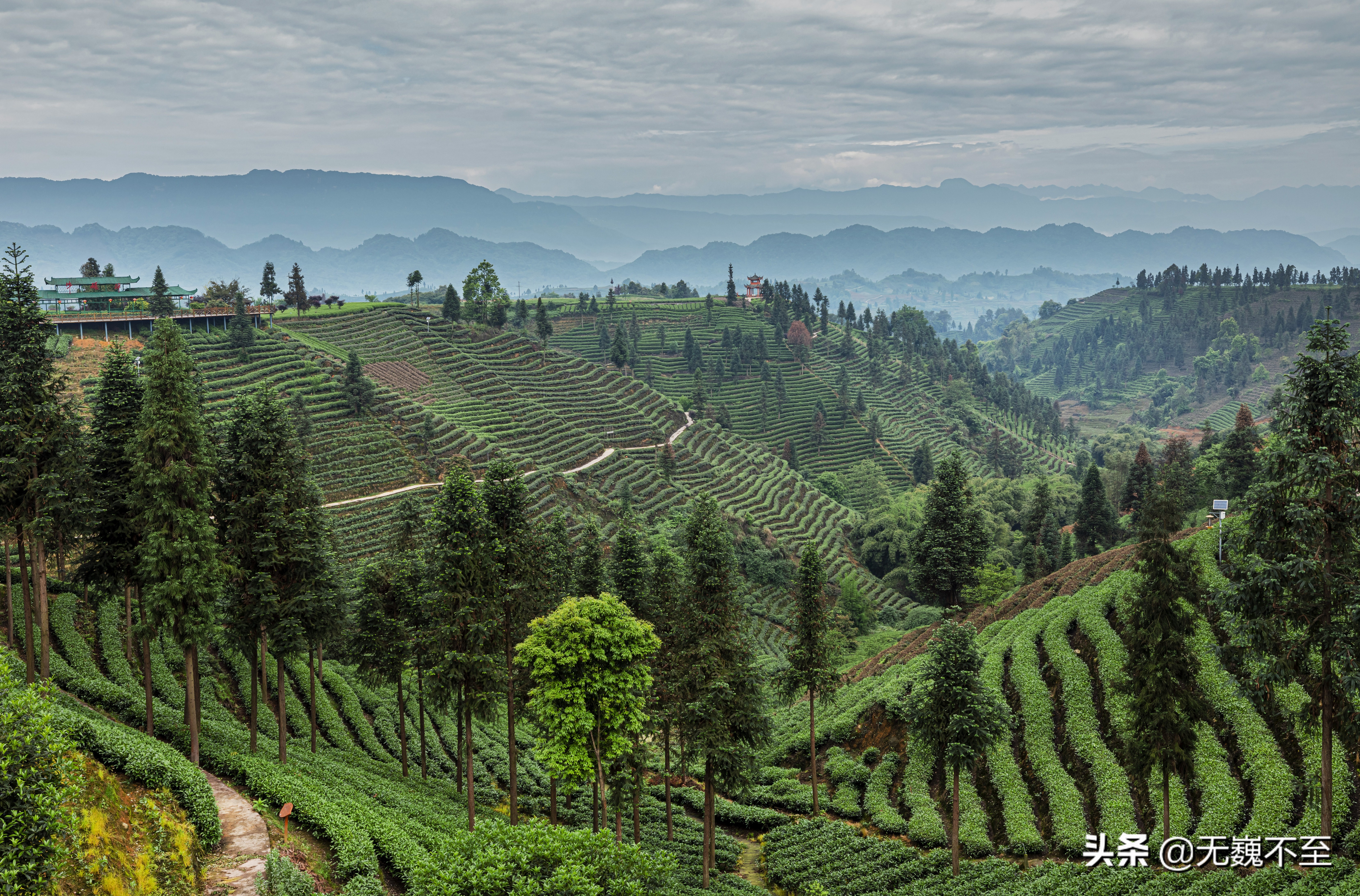 四川雅安牛碾坪万亩观光茶园绿道,雅安旅游景点十大排行榜牛背山