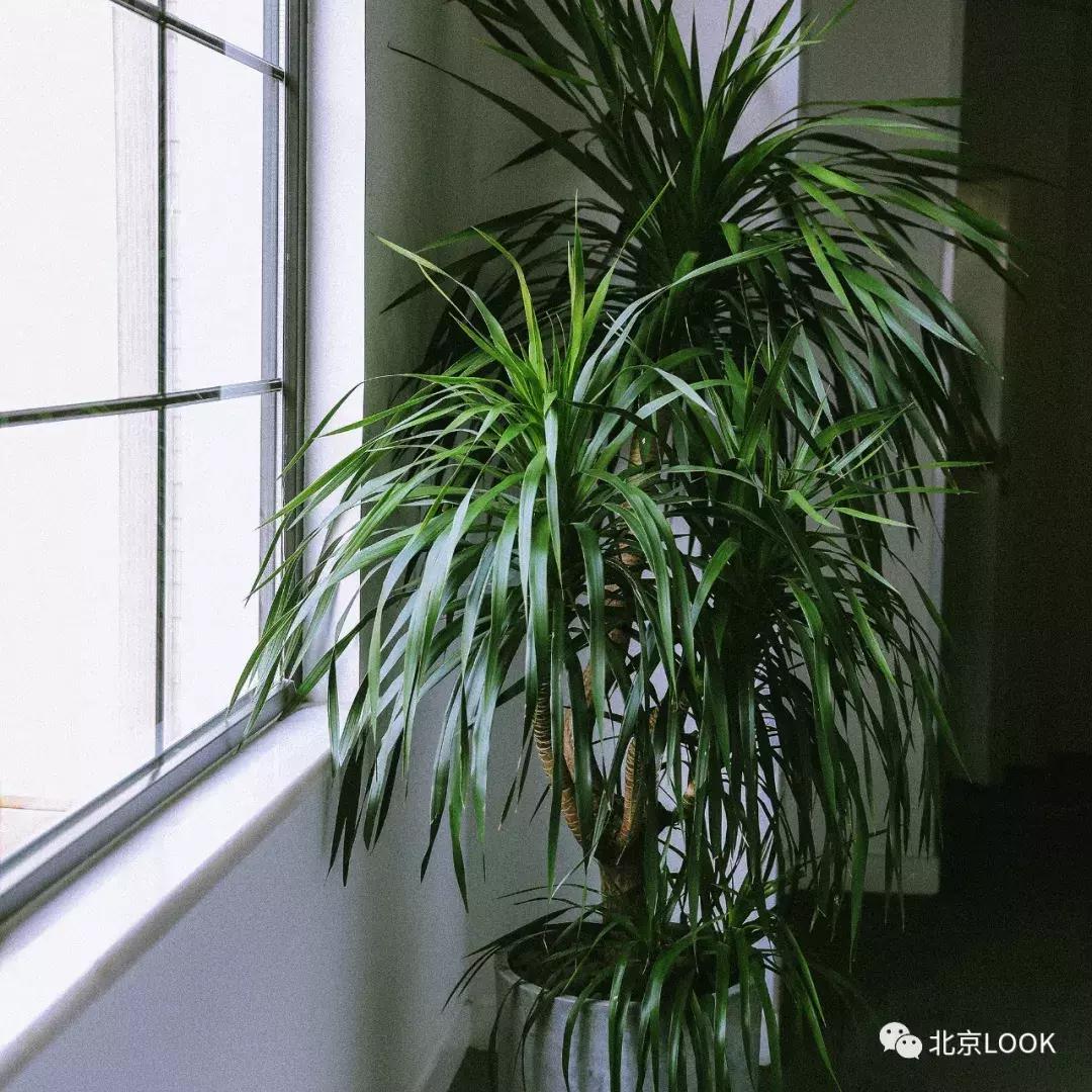 刘昊然同款民宿房间,住进复式loft