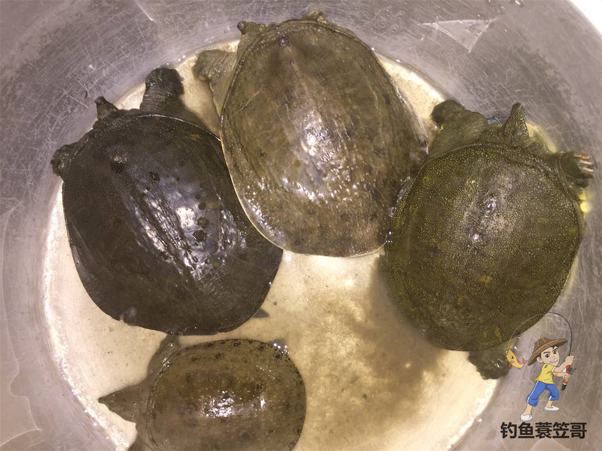 钓鱼技巧野外夜钓的三个选位技巧,钓鱼技巧如何钓黑坑鱼儿