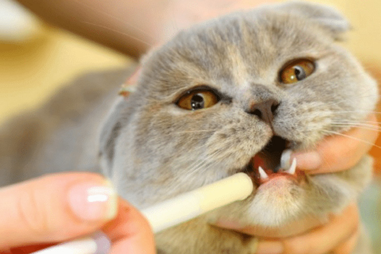 猫咪拉稀是不是要禁水禁食,猫咪又吐又拉稀需要禁食吗