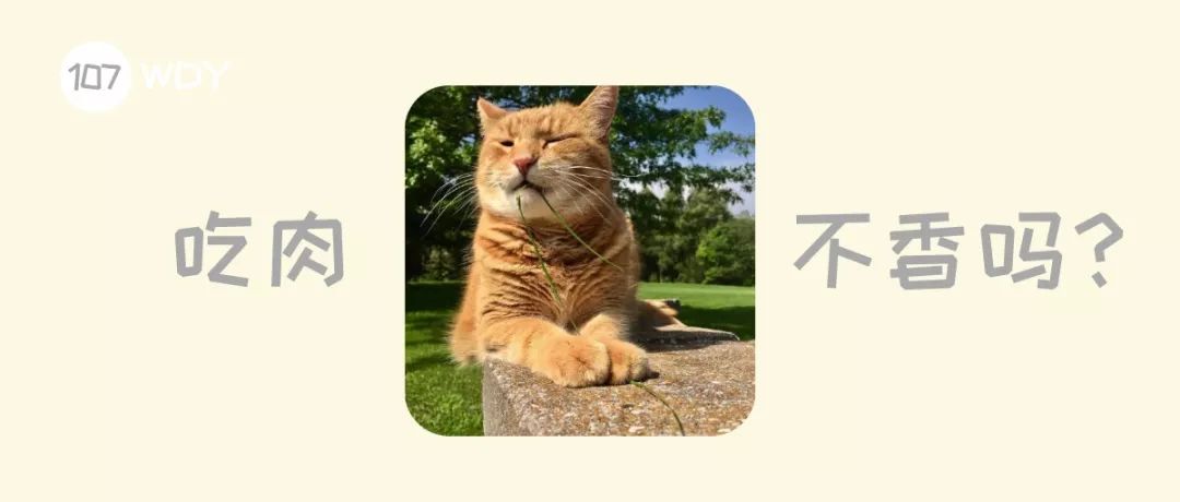 怎么让不吃猫草的猫吃猫草,铲屎官是养小猫吗