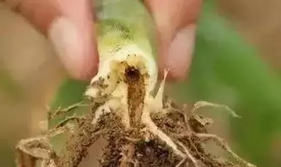 玉米苗期虫害用什么药有效,玉米苗期都有哪些常见虫害图片