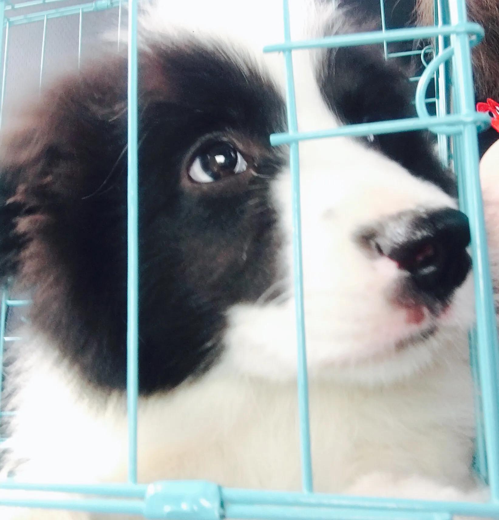 狗子刚到家一直哼唧是咋回事,狗子刚到家一直叫怎么办