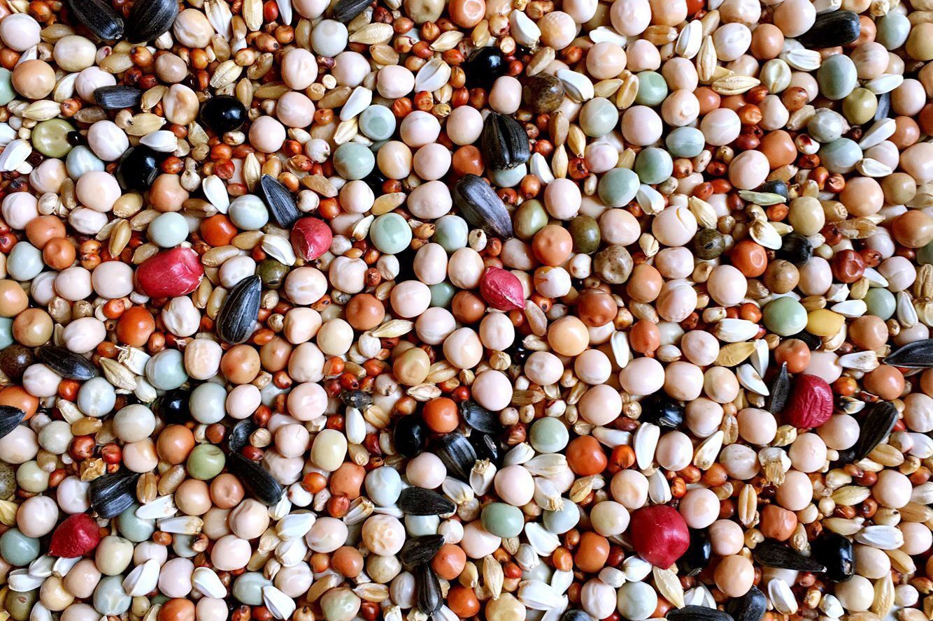 鸽子下蛋期公鸽子拉稀,老鸽子喂小鸽子期间拉稀正常吗