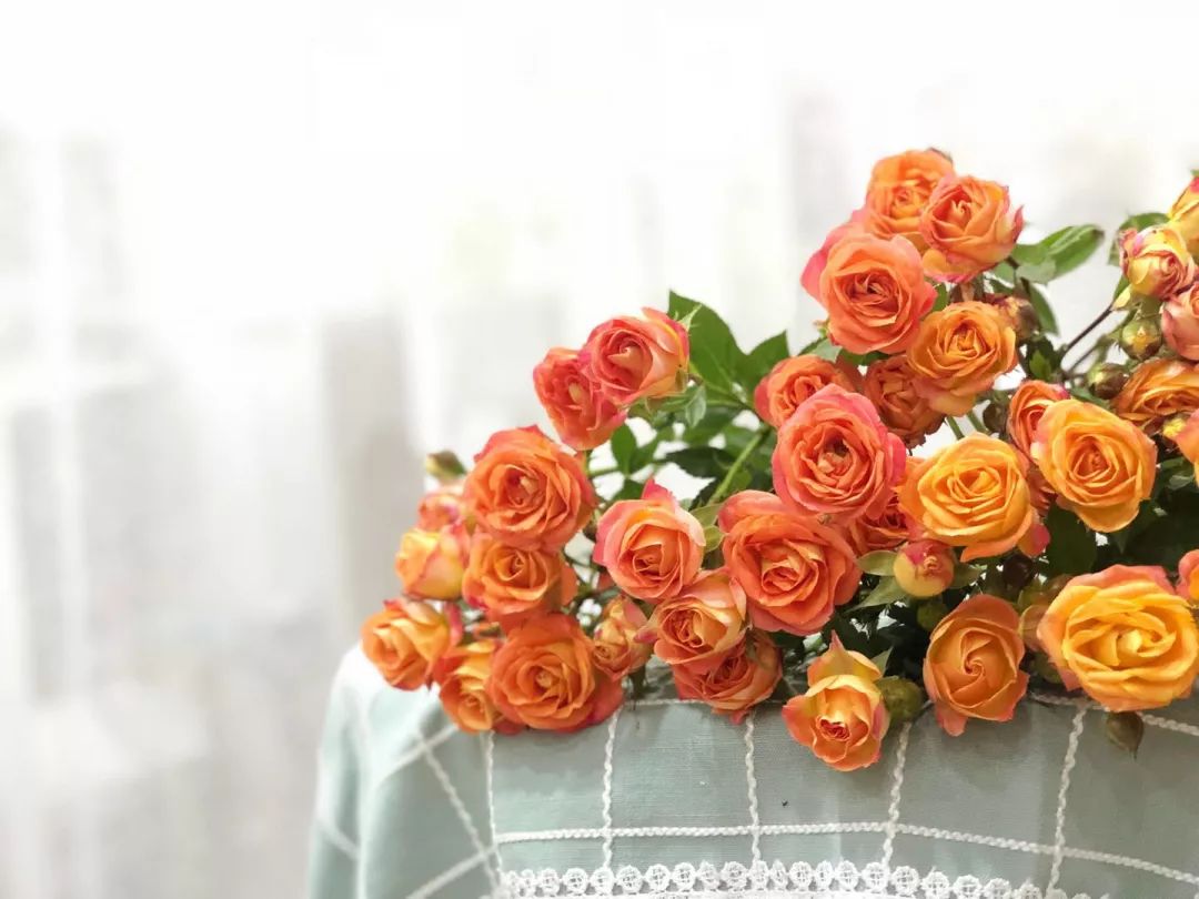 一篇文章带你认识三亚40种花,鲜花图鉴一次性认识30种玫瑰花