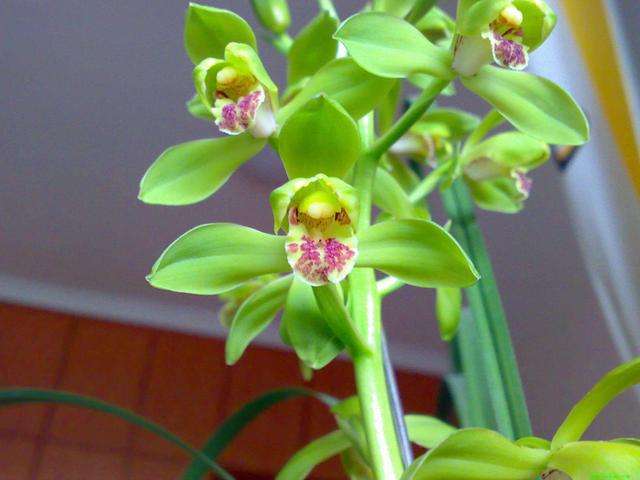 春天养墨兰,春天养君子兰要点