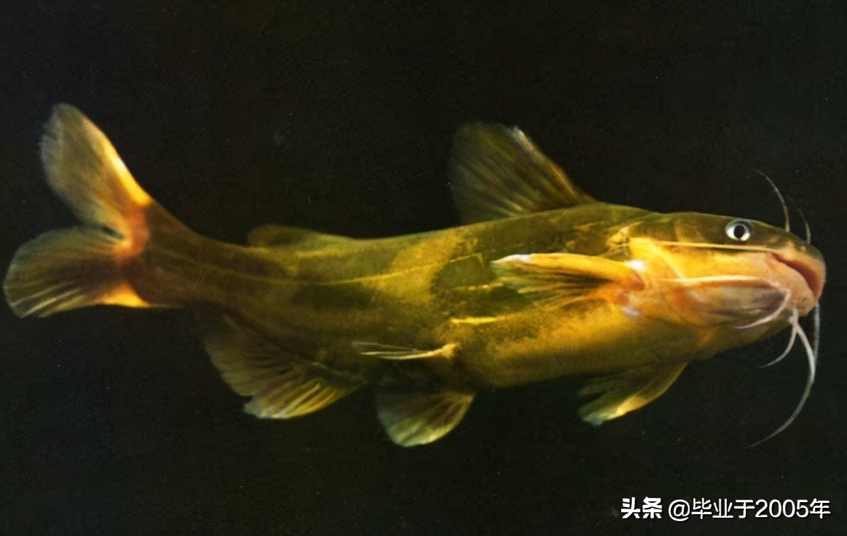 大连旅顺野钓淡水鱼的地方,大连近海常见鱼类图鉴