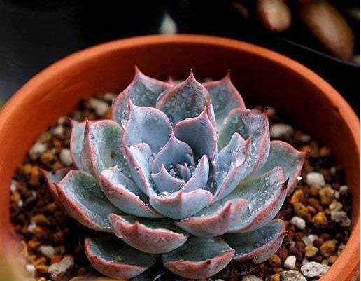 蓝石莲怎么栽,蓝石莲容易爆盆吗