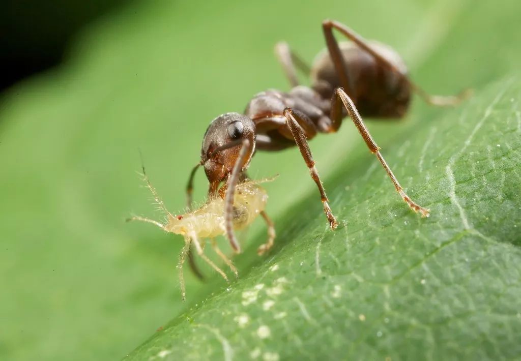 盆栽蚜虫现象及怎样防治,植物有蚜虫怎么消灭最简单的方法