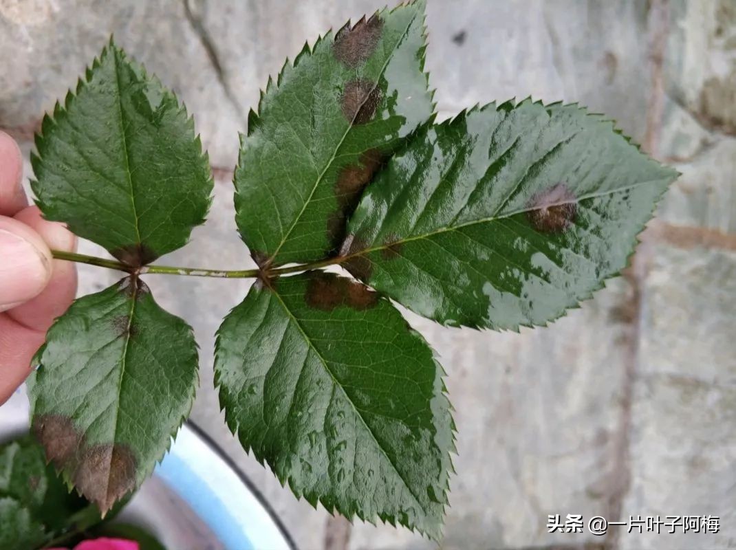 自制养花水配方除臭,养花自制10种消毒水不招虫不烂根