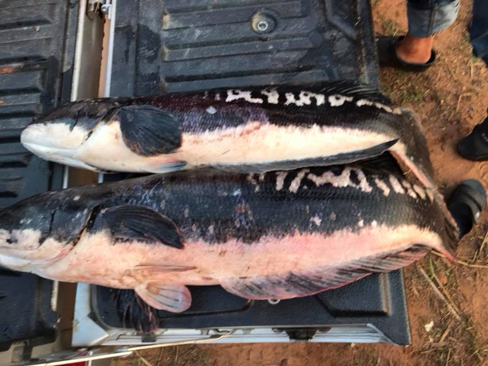 狮子鱼为何在美国泛滥成灾,蛇头鱼在中国为什么不泛滥