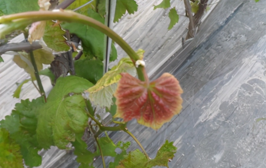 葡萄叶子变黄发红是什么原因,葡萄新叶黄化是什么原因