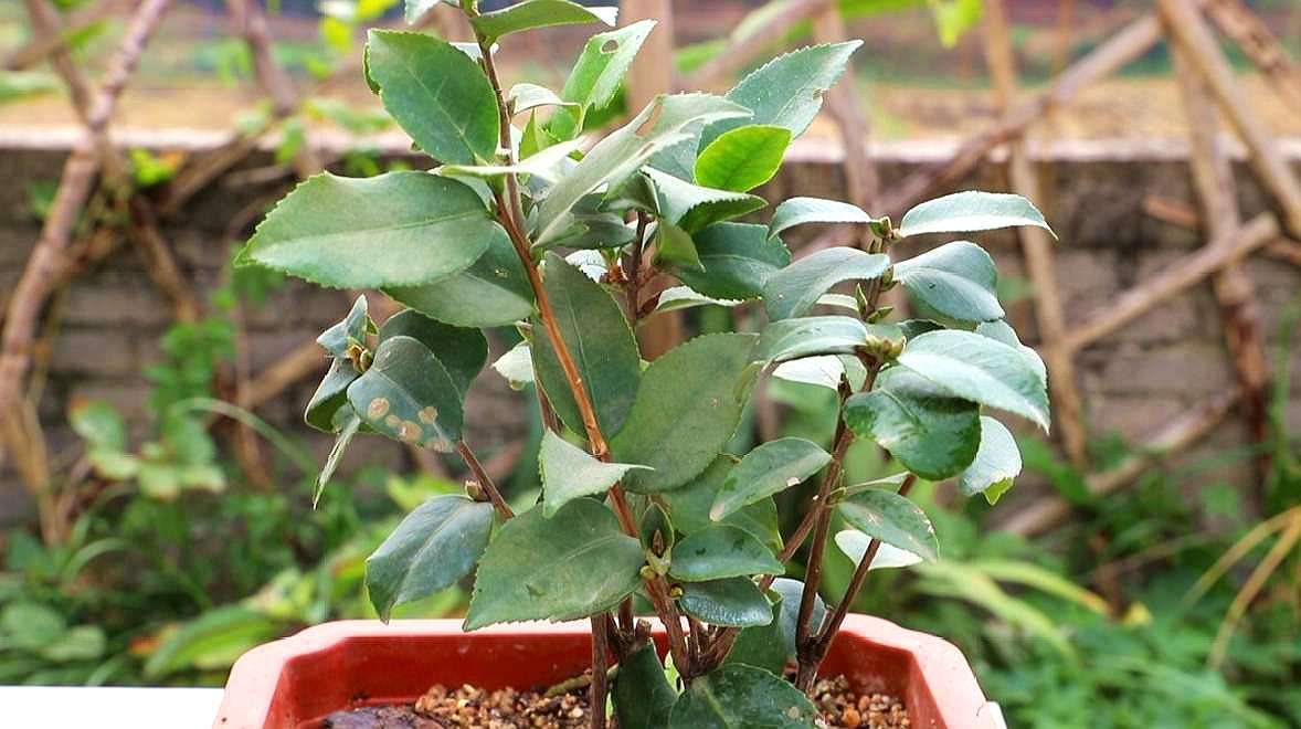 花蕾掉了怎么回事,茶花开花后掉光怎么回事