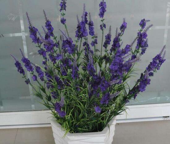 薰衣草扦插繁殖方法图,薰衣草扦插繁殖详细教程