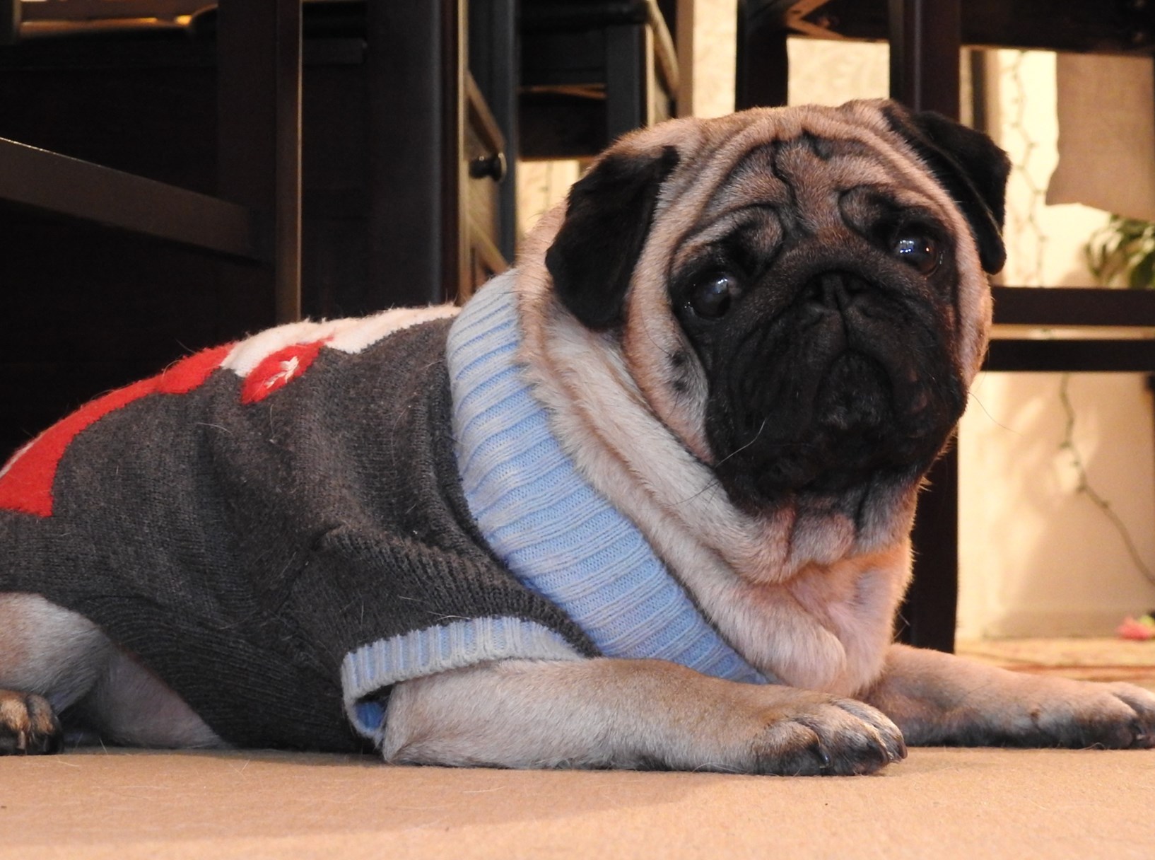 最适合新手养的十大狗狗排行榜,最适合新手养的狗狗十大排行榜