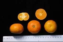 柑橘新优优缺点,设施柑橘新品种优缺点